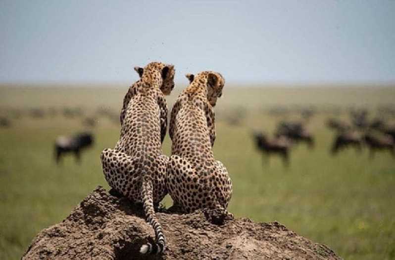 Serengeti ve Ngorongoro: 2 Gece 3 Günlük Kamp Safari